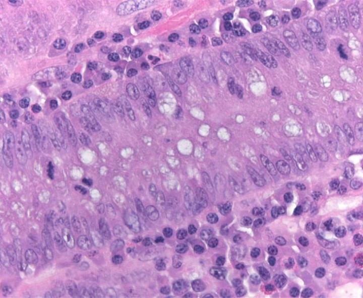 Eine Einführung in Routine‑ und Spezialfärbungen