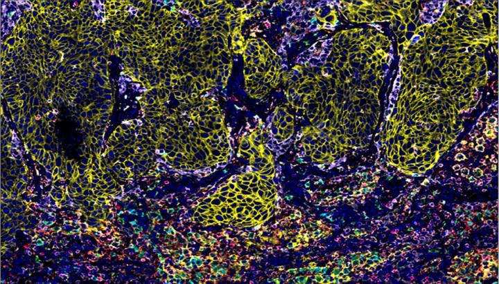 Leica-Biosystems-and-CST-Partnership-Enables-Flexible-980x560