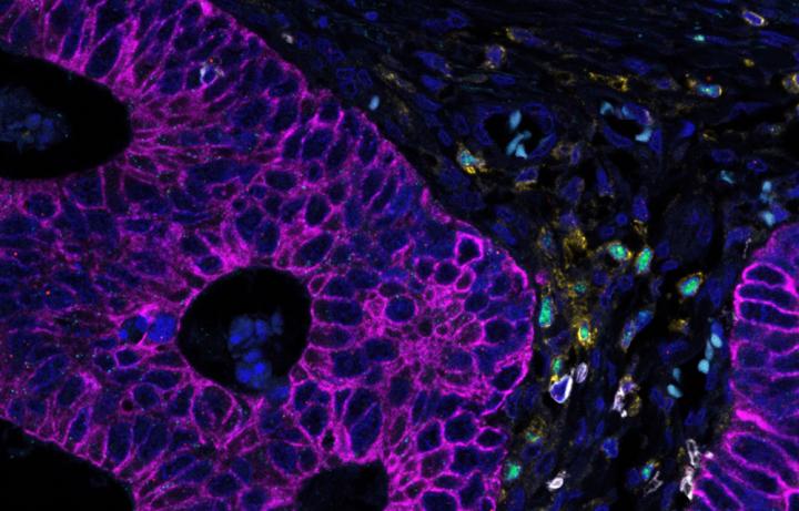RNAscope-Multiomic-LS