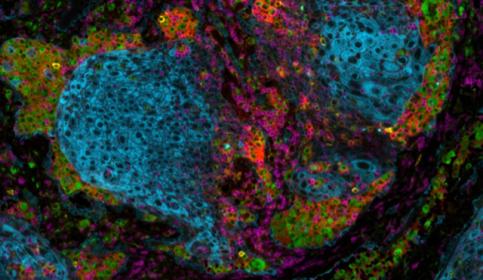 240504-join-presenter-Dr-Nourhan-El-Ahmar